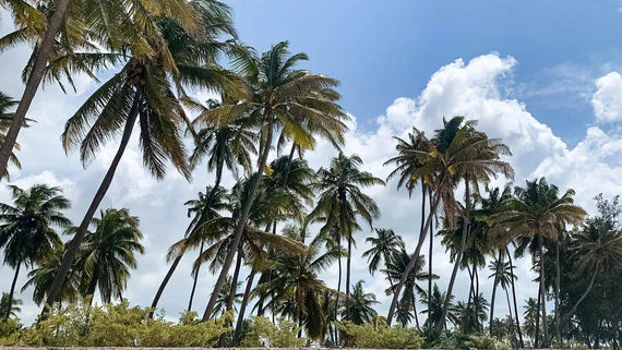 The Sights And Simple Leisure At Zanzibar